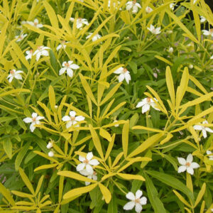 Choisya x dewitteana 'Aztec Gold'