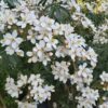 Choisya Greenfingers - 5L pot