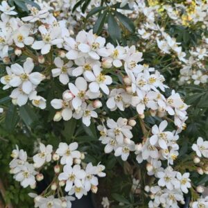 Choisya Greenfingers