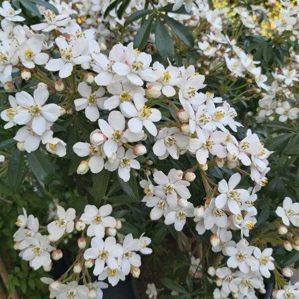 Choisya Greenfingers