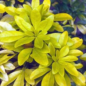 Choisya ternata Sundance