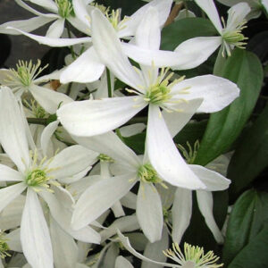 Clematis Armandii Evergreen Clematis