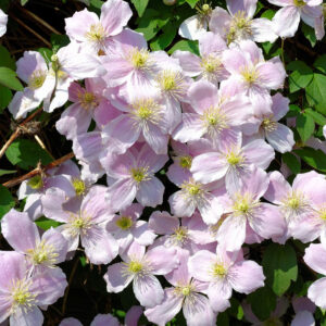 Clematis montana Fragrant Spring