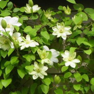 Clematis Guernsey Cream