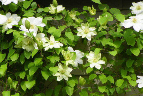 Clematis Guernsey Cream