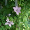 Clematis Hagley Hybrid - 2L 80-100cm