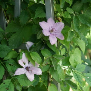 Clematis Hagley Hybrid