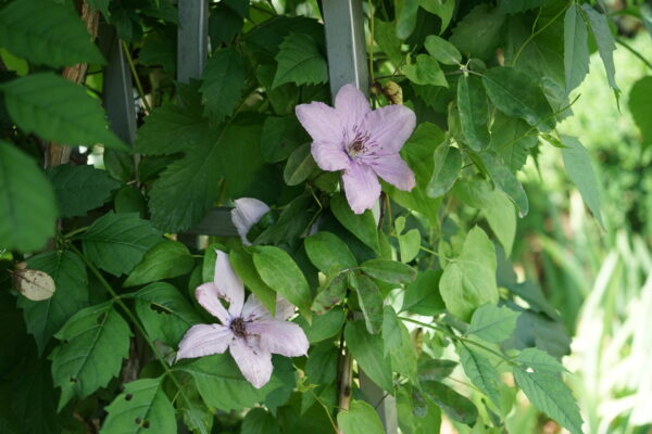 Clematis Hagley Hybrid