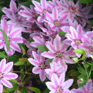 Clematis Nelly Moser