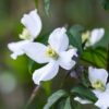 Clematis montana Wilsonii - 2L 80-100cm