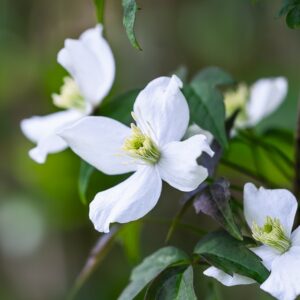 Clematis montana Wilsonii