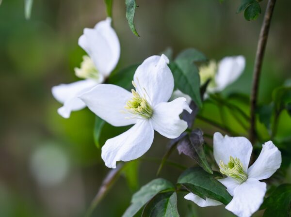 Clematis montana Wilsonii