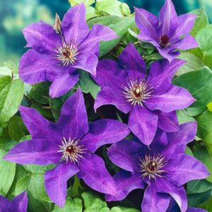 Clematis The President