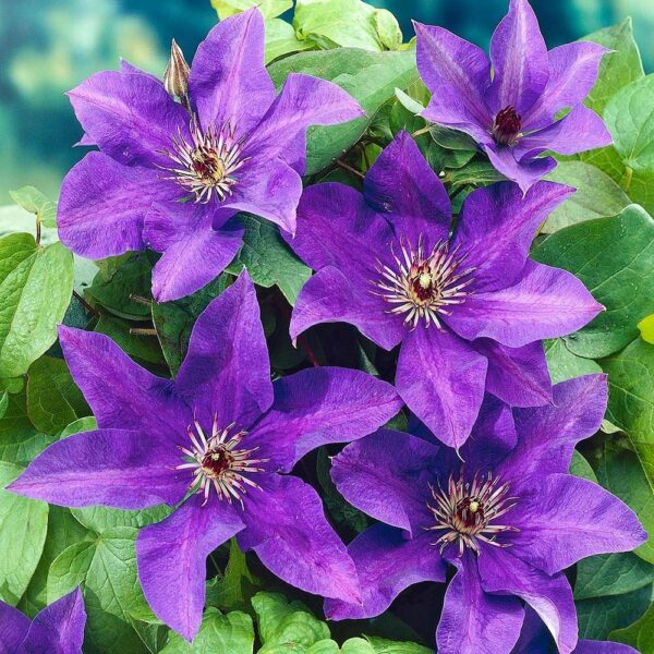 Clematis The President