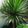 Cordyline australis - 25L 125-150cm Multistem