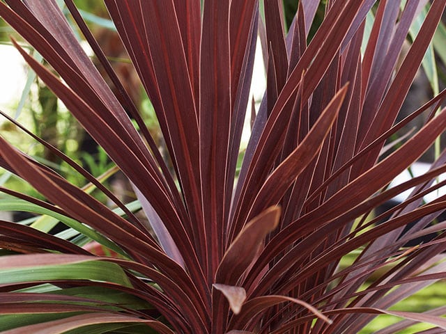 Cordyline Australis 'red star'