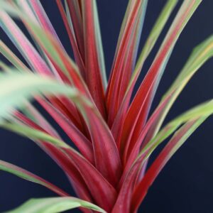 Cordyline Australis Red Heart