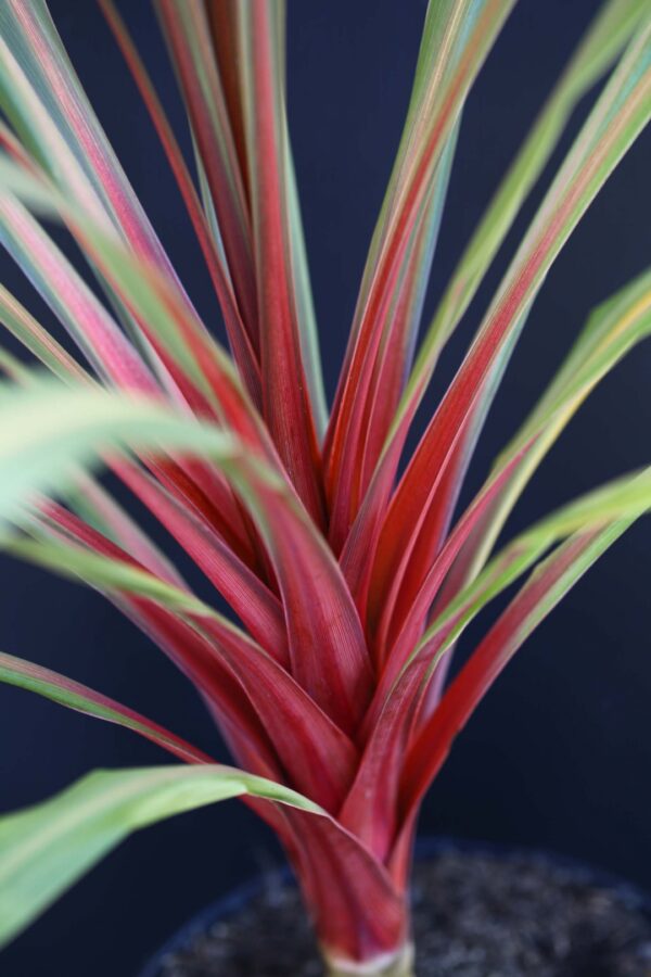 Cordyline Australis Red Heart