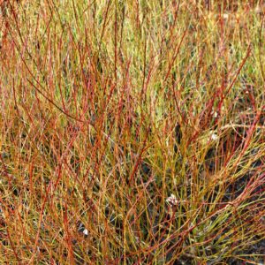 Cornus sericea Kelseyi
