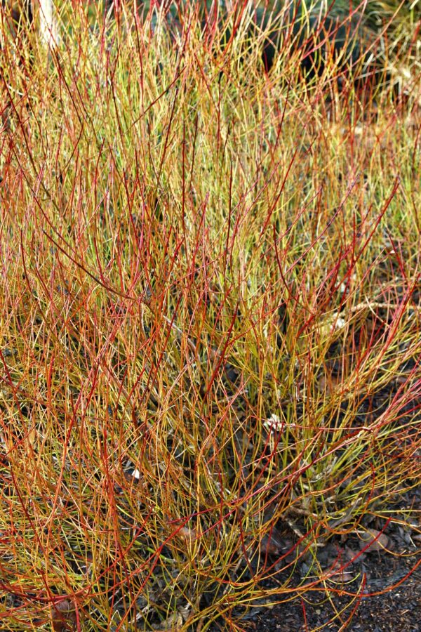 Cornus sericea Kelseyi