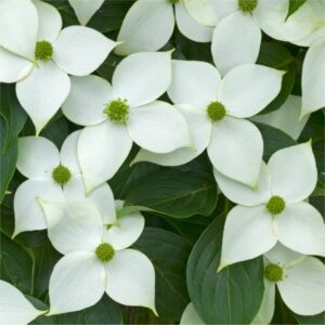 Cornus kousa Chinensis