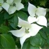 Cornus kousa China Girl - 110L 200-250cm