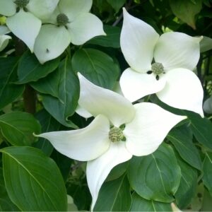 Cornus kousa China Girl
