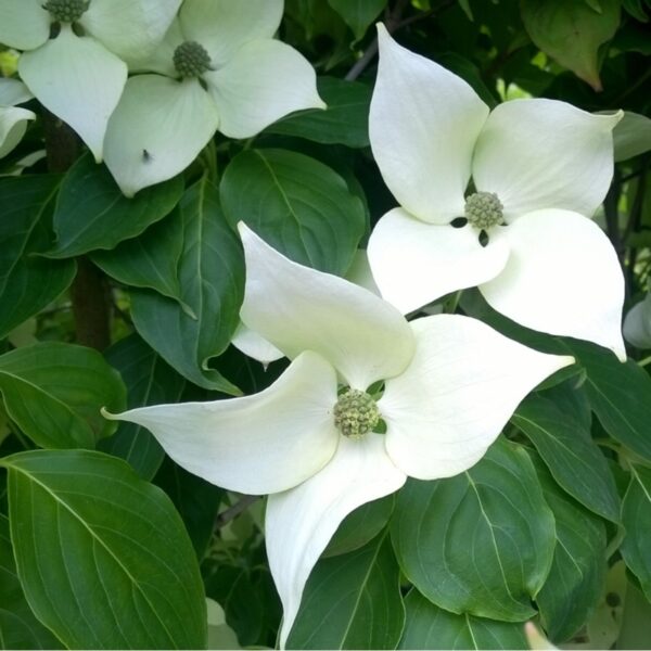 Cornus kousa China Girl