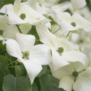 Cornus kousa Milky way
