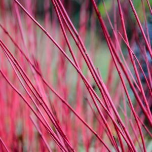 Cornus alba ‘Sibirica’