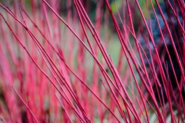 Cornus alba ‘Sibirica’