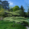 Cornus controversa Variegata  / Wedding Cake Tree - 25L 120-150cm