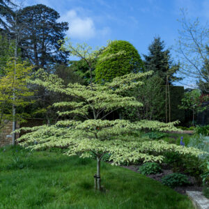 Cornus controversa Variegata  / Wedding Cake Tree