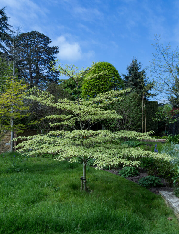 Cornus controversa Variegata  / Wedding Cake Tree
