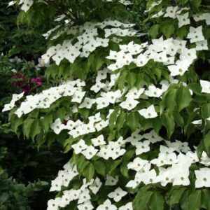 Cornus kousa Schmetterling