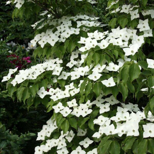 Cornus kousa Chinensis - Image 2