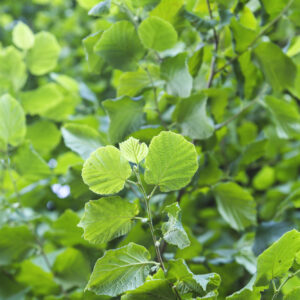 Corylus avellana / Common Hazel Nut Tree