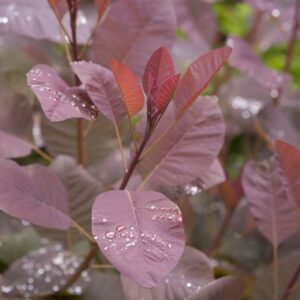 Cotinus 'Grace'