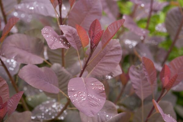 Cotinus 'Grace'