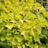 Cotinus Golden Spirit - 5L 30-40cm