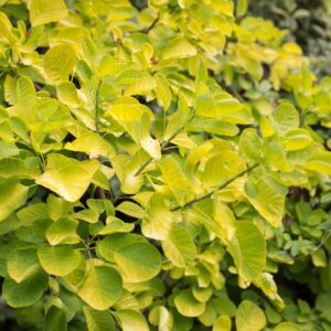 Cotinus Golden Spirit
