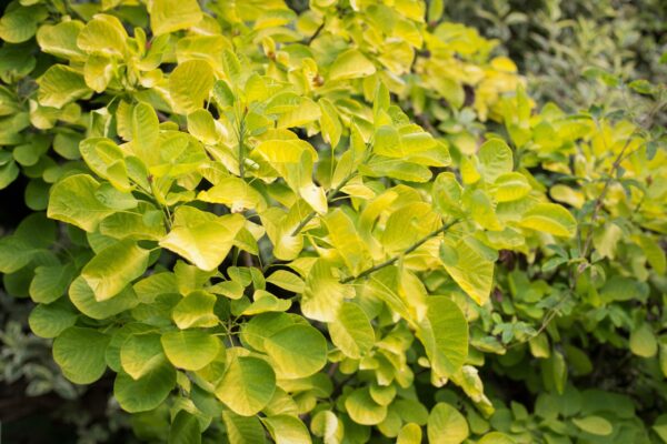 Cotinus Golden Spirit