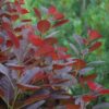 Cotinus Royal Purple - 5L