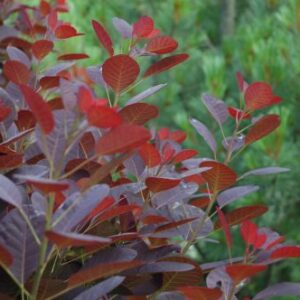 Cotinus Royal Purple