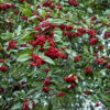 Cotoneaster 'Cornubia' - 14-16cm girth, 3-3.5m tall, Rootballed