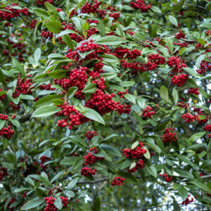 Cotoneaster 'Cornubia'