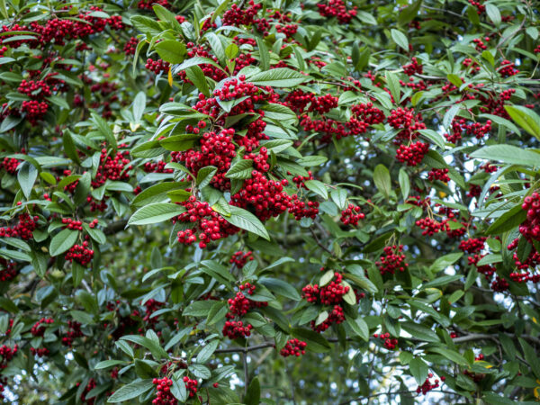 Cotoneaster 'Cornubia'