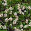 Cotoneaster dammeri - 2L