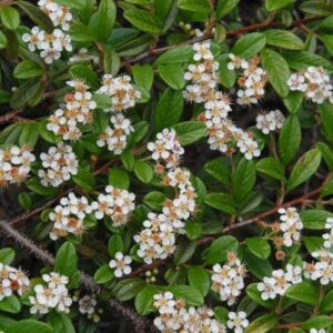Cotoneaster dammeri