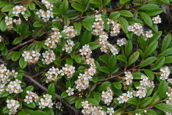 Cotoneaster dammeri